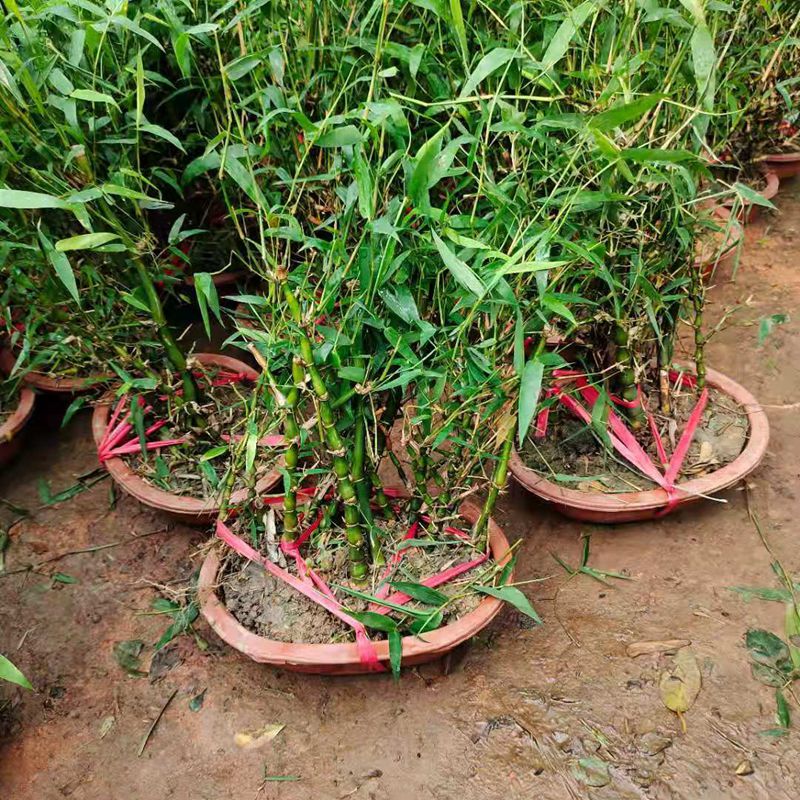 竹子佛肚竹紫竹大型四季盆栽客厅阳台摆放盆景庭院种植绿植花卉-图0