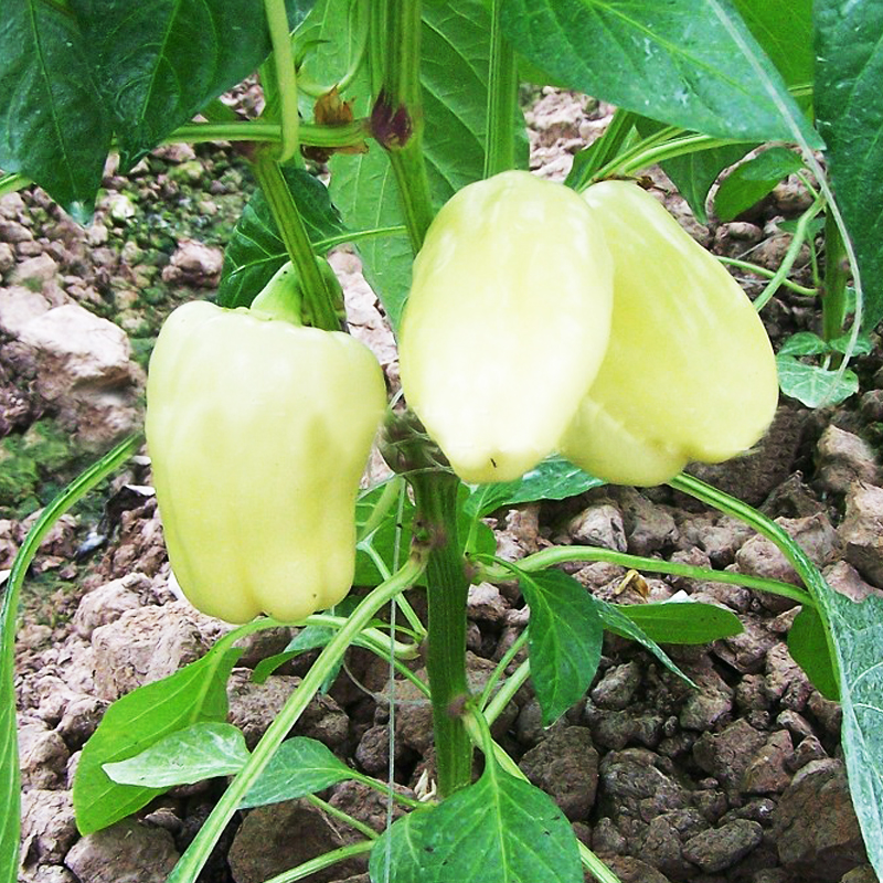 甜椒种子四季蔬菜种子早熟青椒柿子椒菜椒中椒特大辣椒菜籽薄皮椒 - 图2