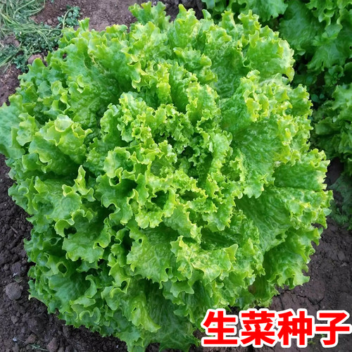 意大利生菜种籽生菜种籽种孑罗马生菜种孑种子四季玻璃生菜菜种籽 - 图0