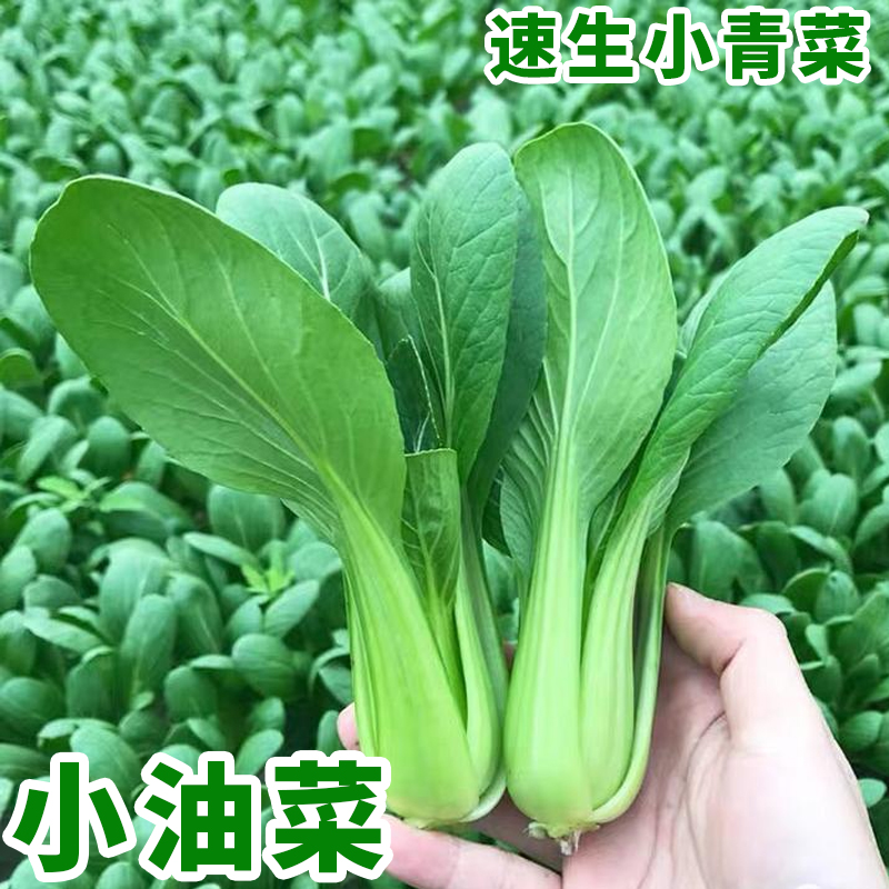 蔬菜种子小葱籽菜种菜种子生菜菜籽青菜阳台盆栽菠菜韭菜香菜四季-图2