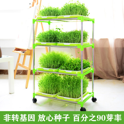 芽苗菜水培蔬菜西兰花香椿豌豆紫甘蓝花生芽豆苗绿豆黄豆黑豆芽菜 - 图1