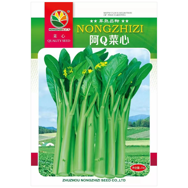 四九菜心种子广东菜心种籽白菜苔蔬菜种孑大全耐热青菜甜菜心种籽-图3