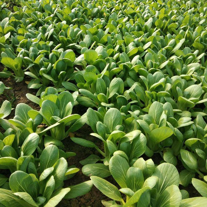 上海青种子小油菜籽种四季小青菜种籽蔬菜种孑大全小油菜籽种菜籽-图2