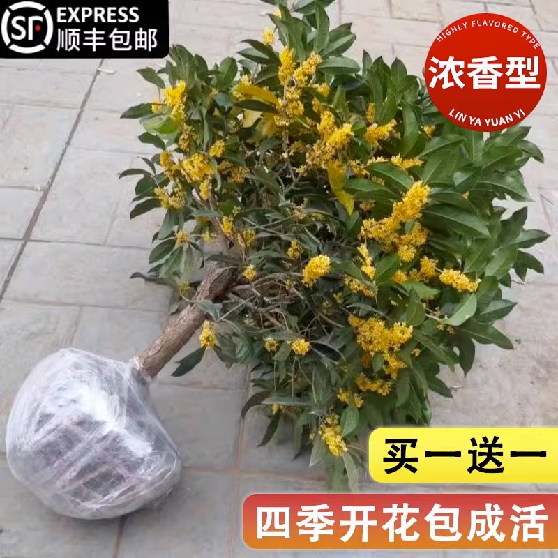 桂花树苗四季桂花盆栽八月桂金桂大树地栽开花浓香丹桂庭院好养活 - 图2