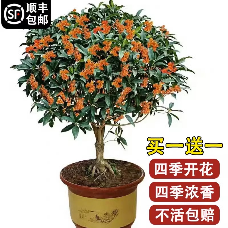 桂花树苗四季桂花盆栽八月桂金桂大树地栽开花浓香丹桂庭院好养活 - 图0