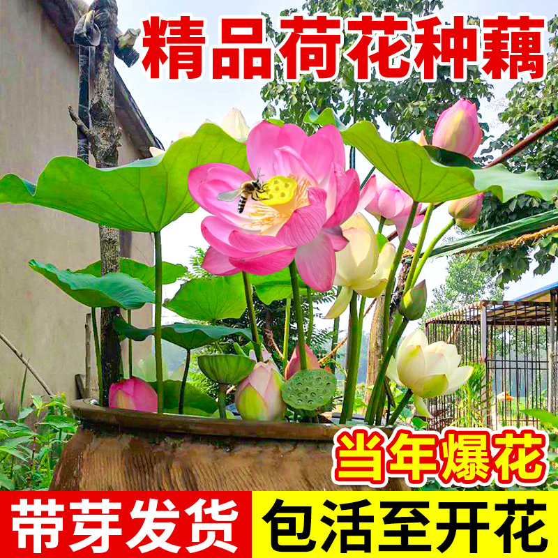 观赏荷花藕种盆栽水养花卉缸栽莲花莲藕苗睡莲碗莲鱼池塘水生植物 - 图2