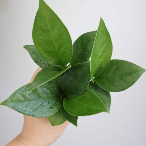 聚宝盆大叶绿植客厅招财水培鸟巢花烛室内好养花卉发财树植物 - 图2
