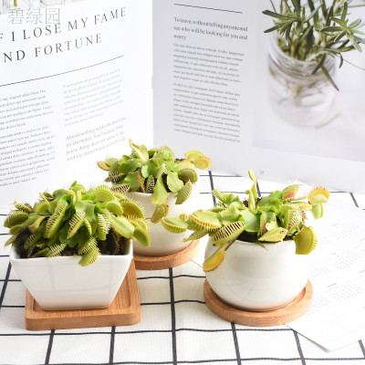 捕蝇草驱蚊草食人花猪笼食蝇草盆栽大嘴奇趣吃虫宿舍室内花卉植物 虎窝淘