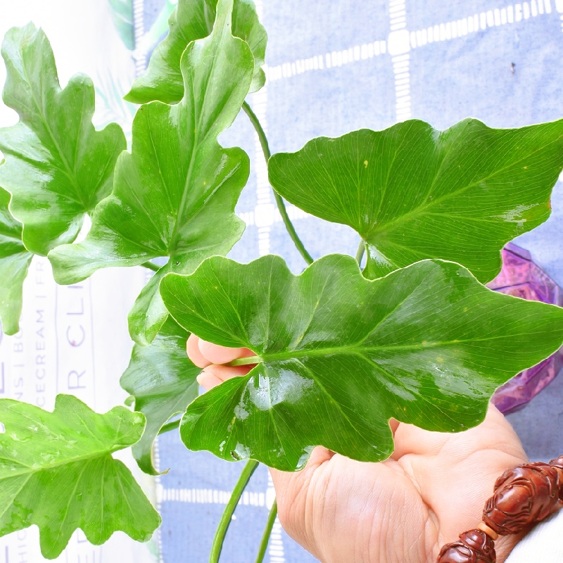 春羽水培绿植盆栽花卉植物室内易养活龟背竹龙鳞观叶植物室内好养-图2