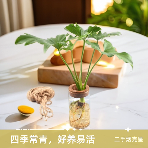 龙鳞春羽水培绿植盆栽室内花卉四季常青好养易活龟背竹观叶植物 - 图1