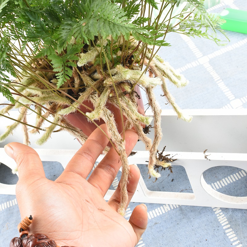 狼尾蕨盆栽植物小蕨银线蕨室内桌面蕨类绿植墙微景观雨林缸耐阴寒 - 图0