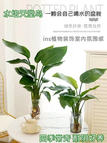 水培天堂鸟室内常青鹤望兰绿植耐寒植物客厅桌面好养花卉轻奢 - 图2