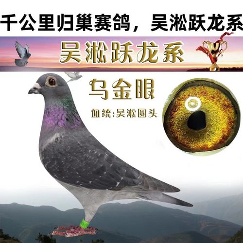 直播链接信鸽鸽子种鸽赛鸽幼鸽成绩鸽血统鸽吴淞李鸟杨阿腾詹森 - 图1