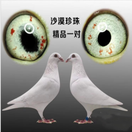 直播链接信鸽鸽子种鸽赛鸽幼鸽成绩鸽血统鸽吴淞李鸟杨阿腾詹森 - 图0