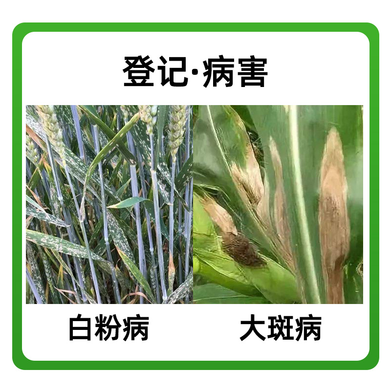 农用杀菌剂吡醚氟环唑白粉病锈病专用药小麦草莓多肉月季细菌农药 - 图2