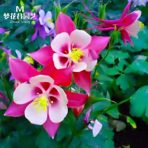 耧斗菜花种子春秋播种易开花庭院室内阳台盆栽花卉种籽猫爪花种籽 - 图1