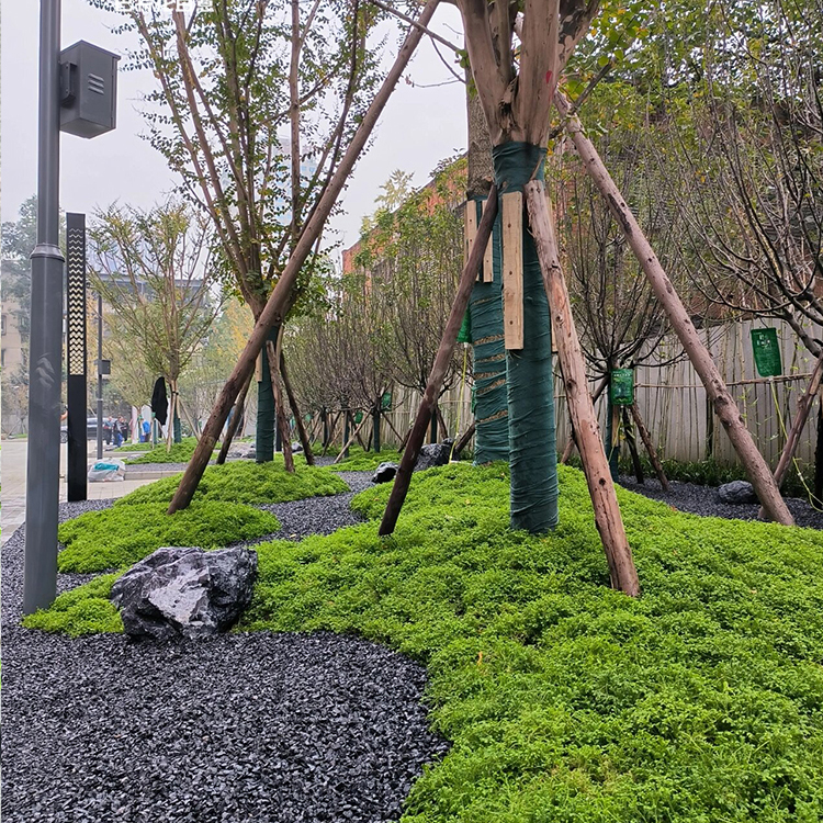 翠云草盆栽情人草铺面草绿植翠云草籽盆栽地被植物室内垂钓微景观-图3