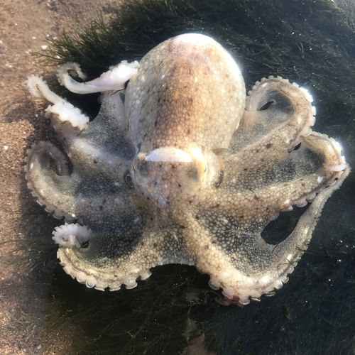 源鲜生迷你八爪鲜活冷冻小章鱼乌贼海鲜水产八鮹八带爆头八爪顺丰 - 图2