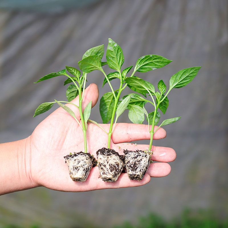 蔬菜苗辣椒茄子高产玉米苗四季盆栽阳台西红柿苗幼苗番茄种苗秧苗