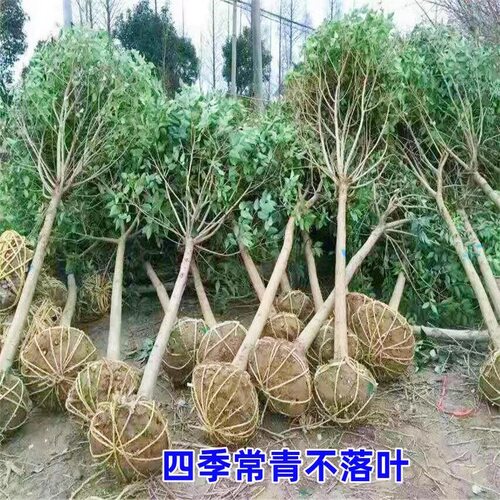 大叶女贞树苗大树高杆大叶女贞小苗庭院绿化南北方种植四季常青 - 图0