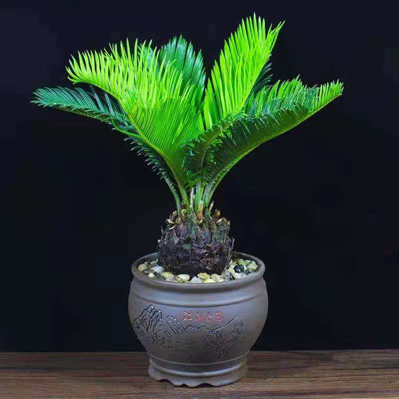 铁树盆栽苏铁盆景办公室内客厅花卉阳台四季常青好养植物桌面绿植,淘宝优惠券,粉丝福利购,淘宝优惠卷