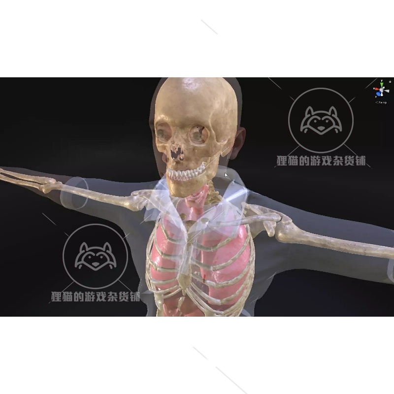 Unity Skeleton With Internal Organs Rigged人体内部结构 1.0-图1