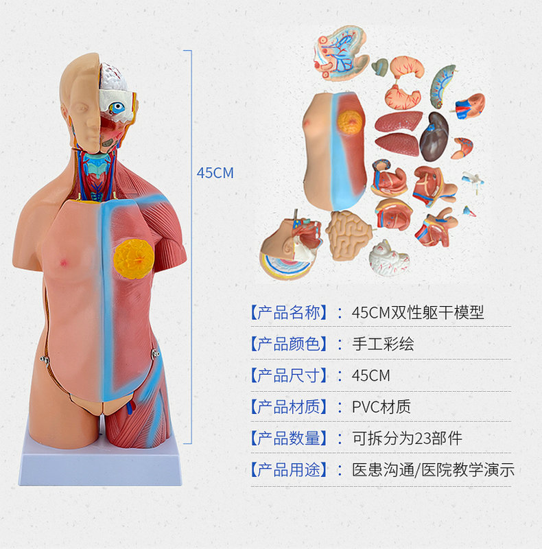 45CM医学内脏人体器官结构躯干解剖模型心脏构造儿童可拆装教学 - 图1