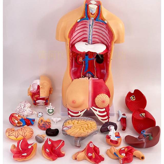 Huang He Model Human Organ Anatomy Model Teaching
