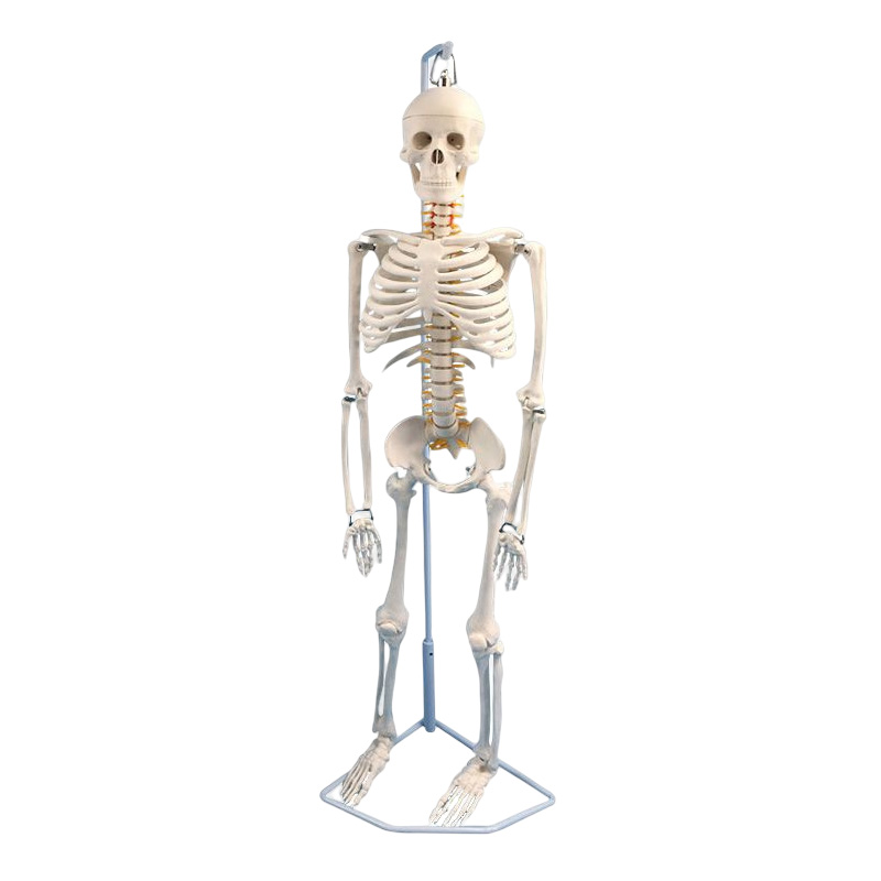 85 170cm人体骷髅骨架可拆卸医学全身骨骼带肌肉解剖模型玩具摆件 - 图3