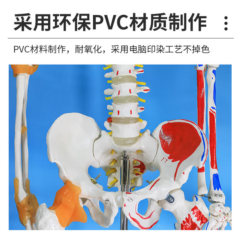 170cm人体骨骼模型骨架人体模型成人大白骷髅标本教学脊椎全身 - 图1