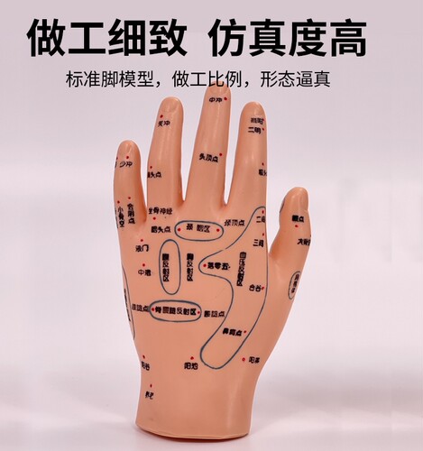 手掌按摩穴位针灸手掌模型足部反射区保健按摩手耳穴头部功能穴位 - 图1