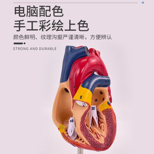 教学人体心脏解剖模型1：1可拆卸专业仿真超声教学内脏心内科教具 - 图2