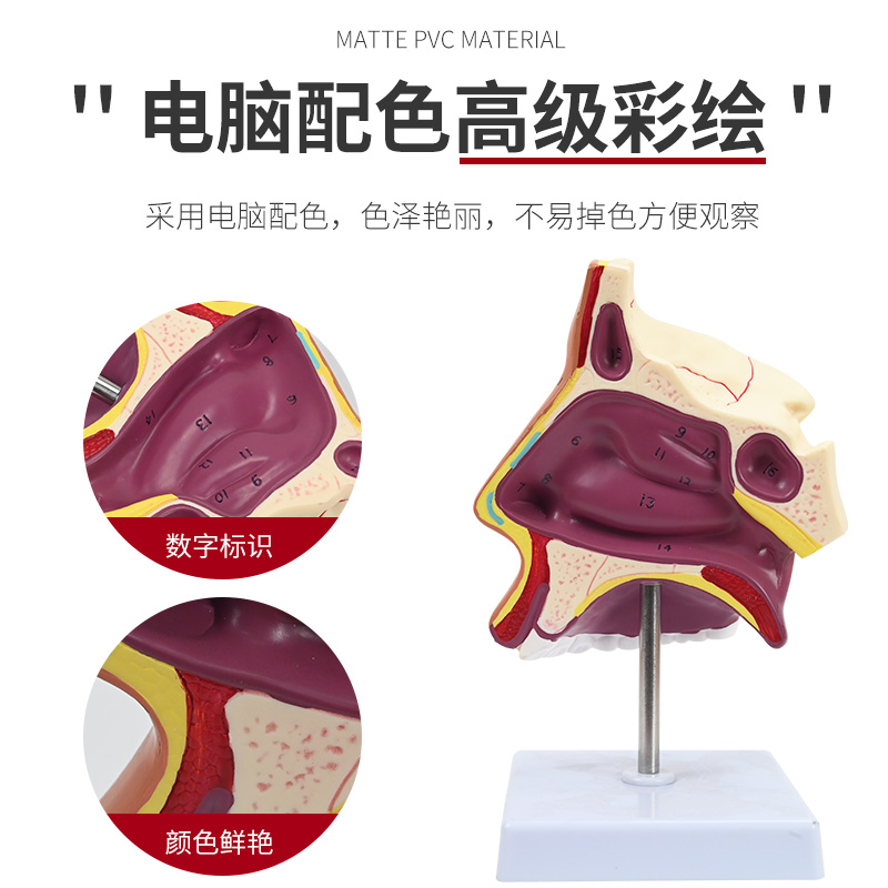 人体鼻腔解剖模型 口鼻咽矢状 鼻子模型 五官科 耳鼻喉科教学模型 - 图1