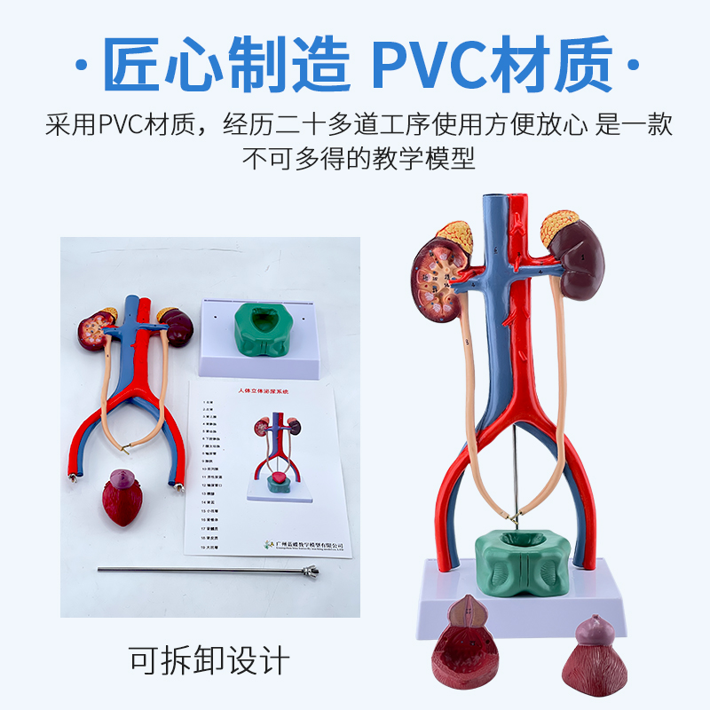 立体人体泌尿系统模型输尿管膀C胱尿道模型肾脏解剖模型医学-图1