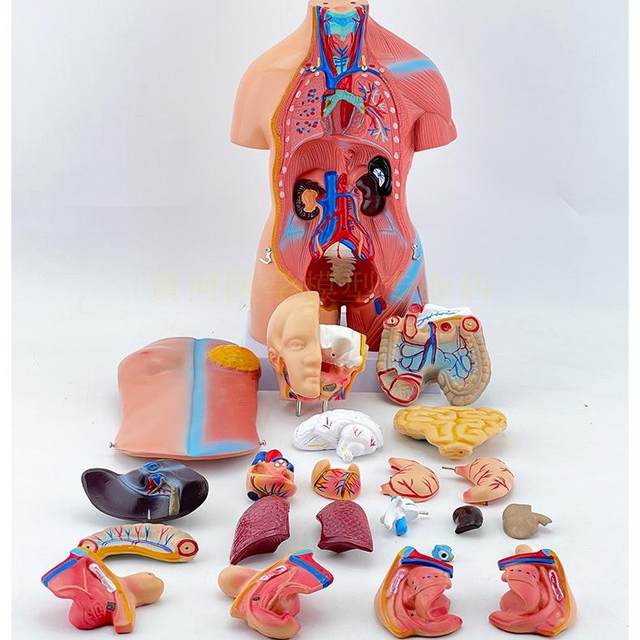 Huang He Model Human Organ Anatomy Model Teaching
