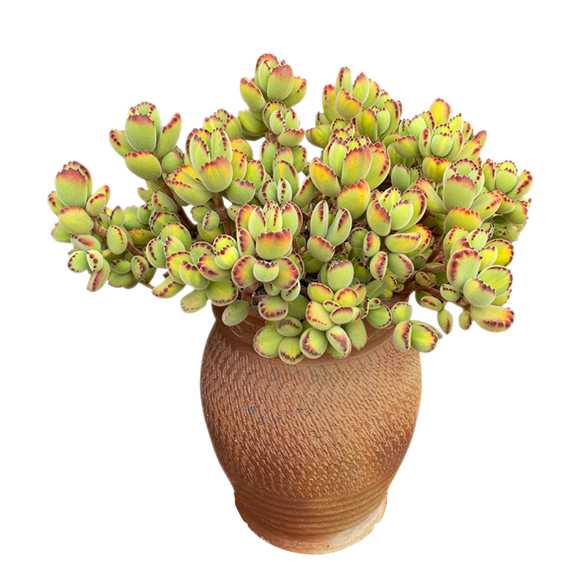 熊童子白熊黄熊绿熊熊爪掌一物一拍多肉植物老桩趣味向阳派,淘宝优惠券,粉丝福利购,淘宝优惠卷