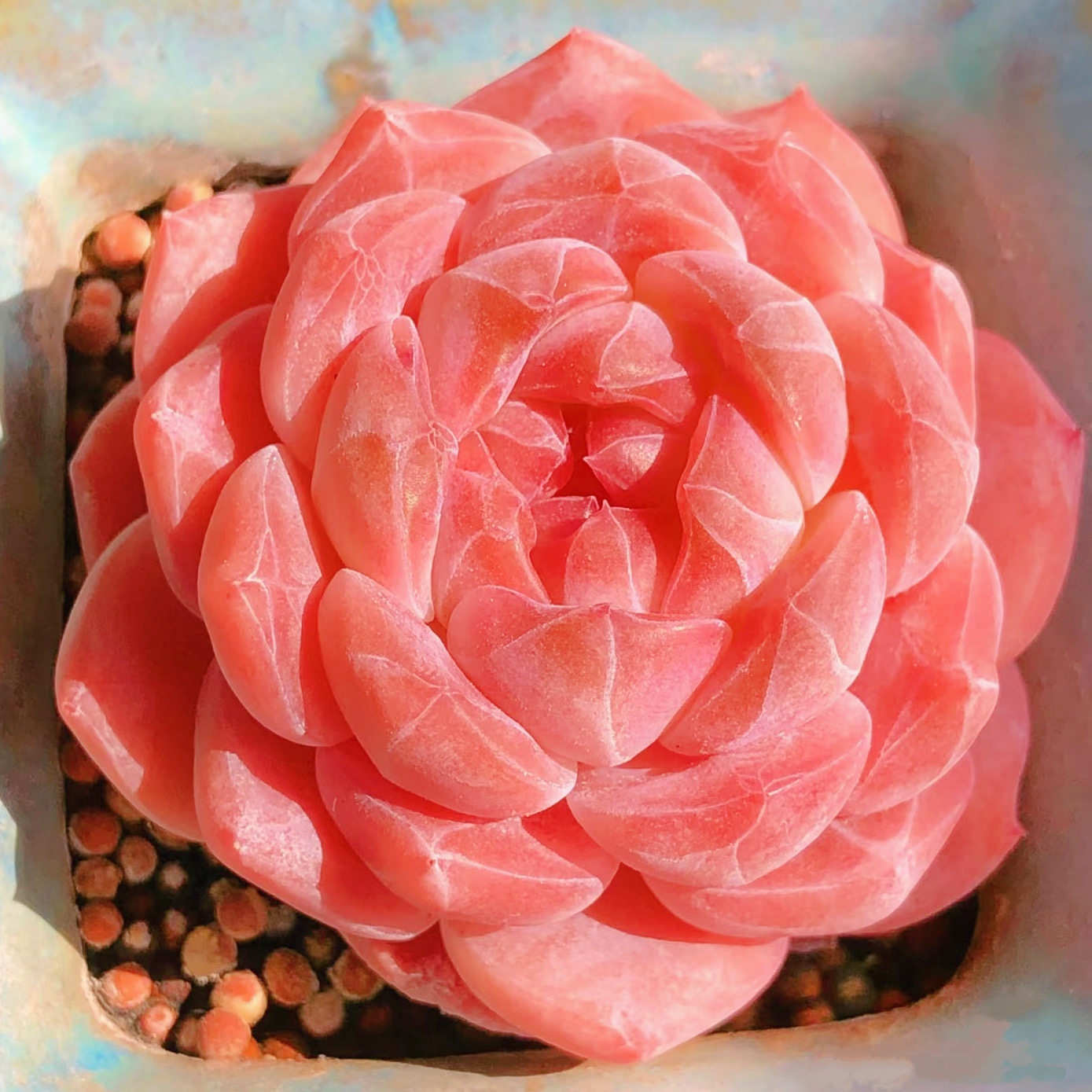 云南精品红琥珀糖心多肉植物一物一拍带盆栽好小萌肉暗纹向阳派,淘宝优惠券,粉丝福利购,淘宝优惠卷