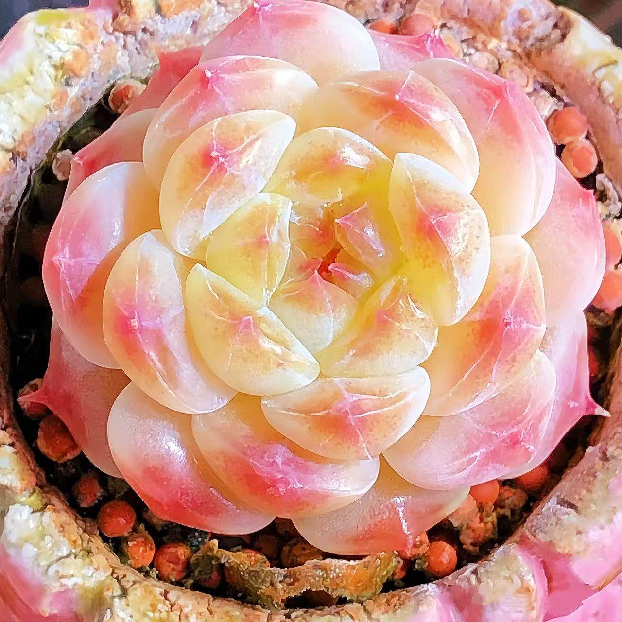 云南精品糖心冰魄多肉植物一物一拍肥嘟嘟萌肉状态带盆栽好向阳派,淘宝优惠券,粉丝福利购,淘宝优惠卷