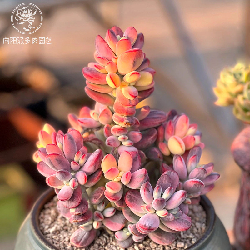 精品贵货乒乓福娘锦自然出锦多肉植物一物一拍向阳派基地,淘宝优惠券,粉丝福利购,淘宝优惠卷