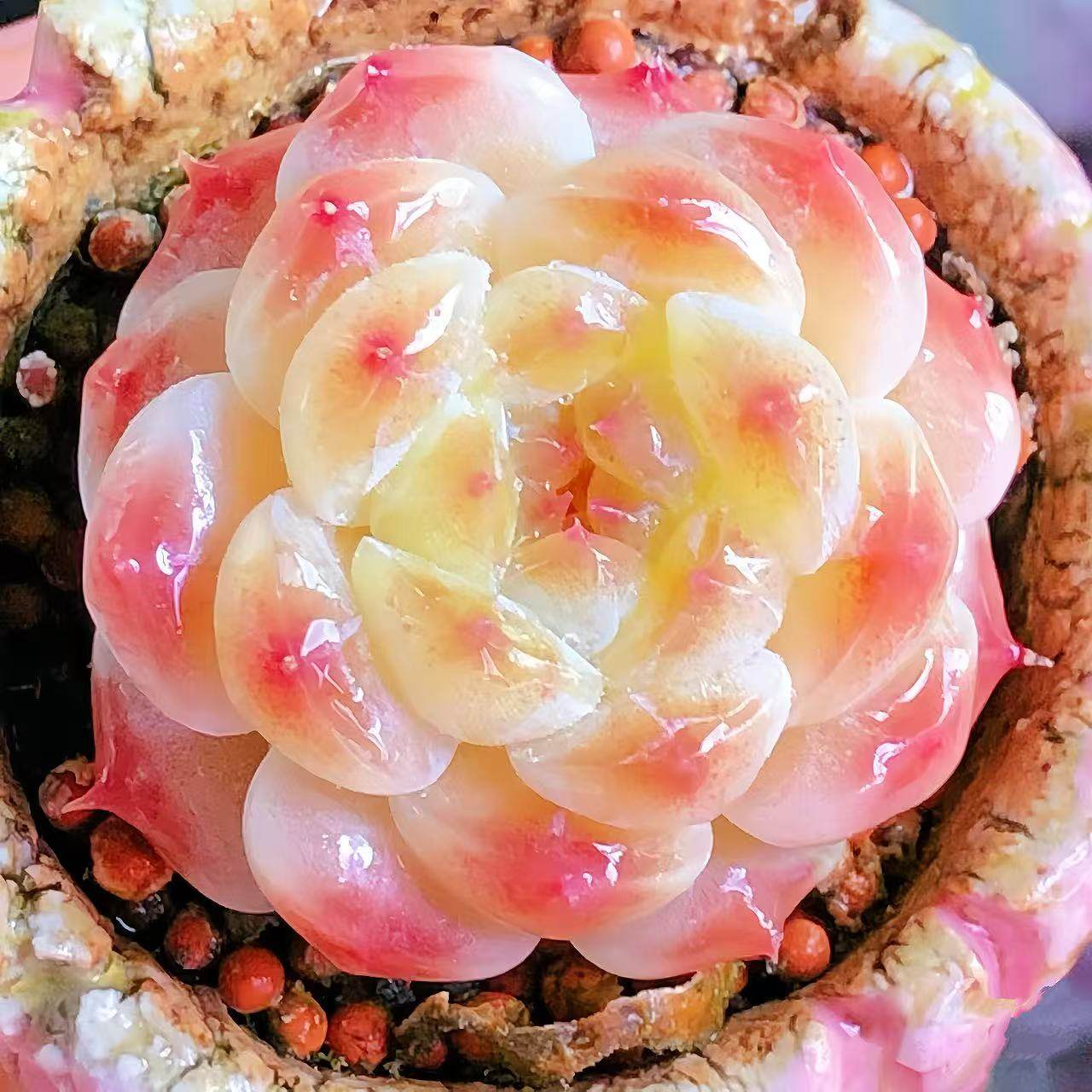 云南精品糖心冰魄多肉植物一物一拍肥嘟嘟萌肉状态带盆栽好向阳派,淘宝优惠券,粉丝福利购,淘宝优惠卷