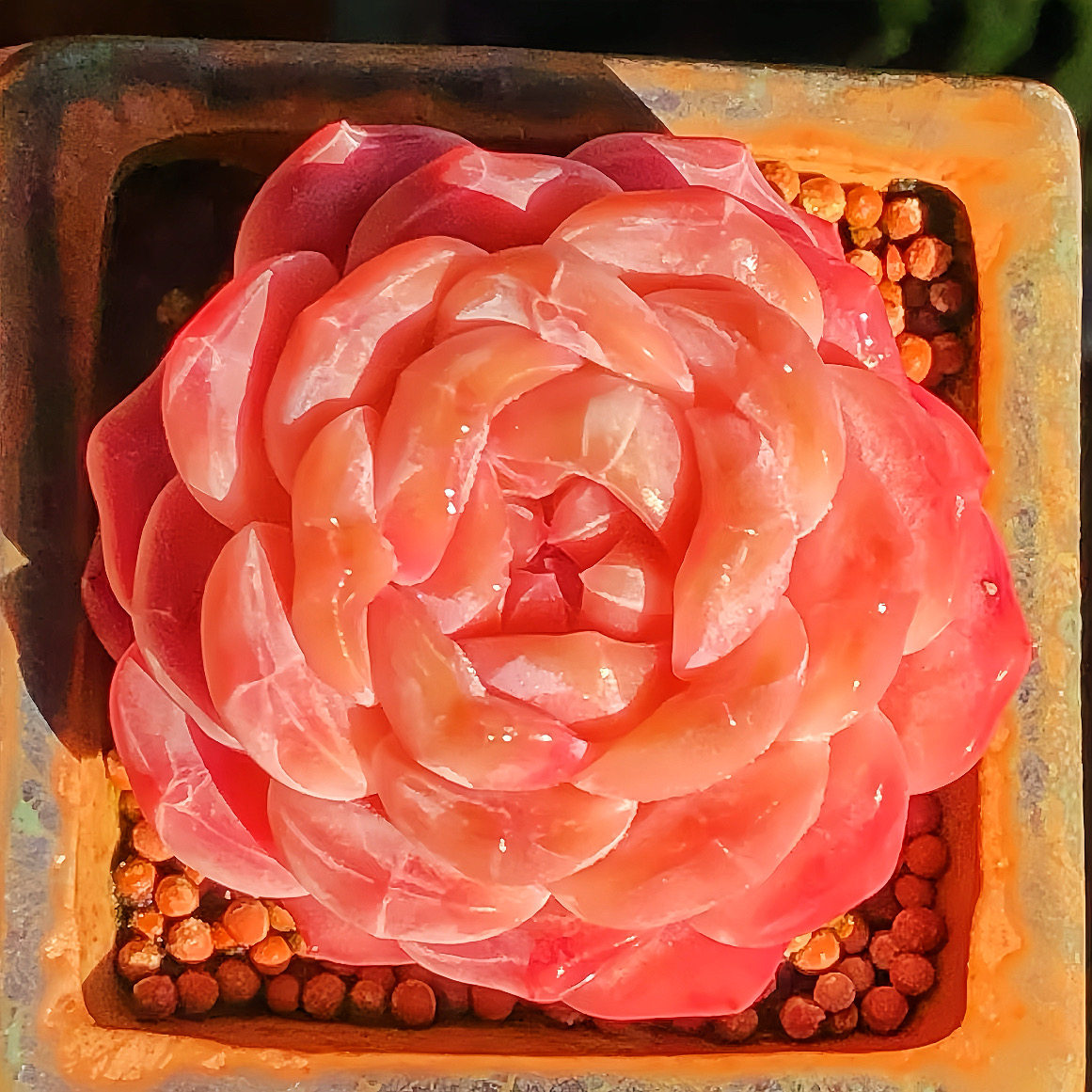 云南精品红琥珀糖心多肉植物一物一拍带盆栽好小萌肉暗纹向阳派,淘宝优惠券,粉丝福利购,淘宝优惠卷