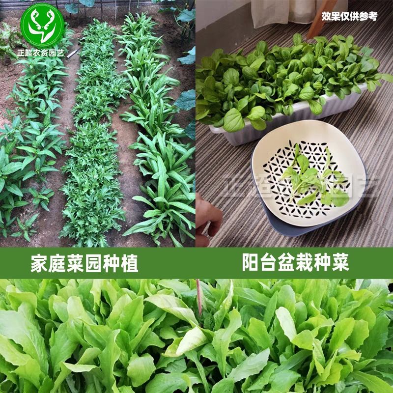 菜种蔬菜籽种瓜果种子籽孑香菜小葱种植套餐盆栽室内阳台园艺四季 - 图1