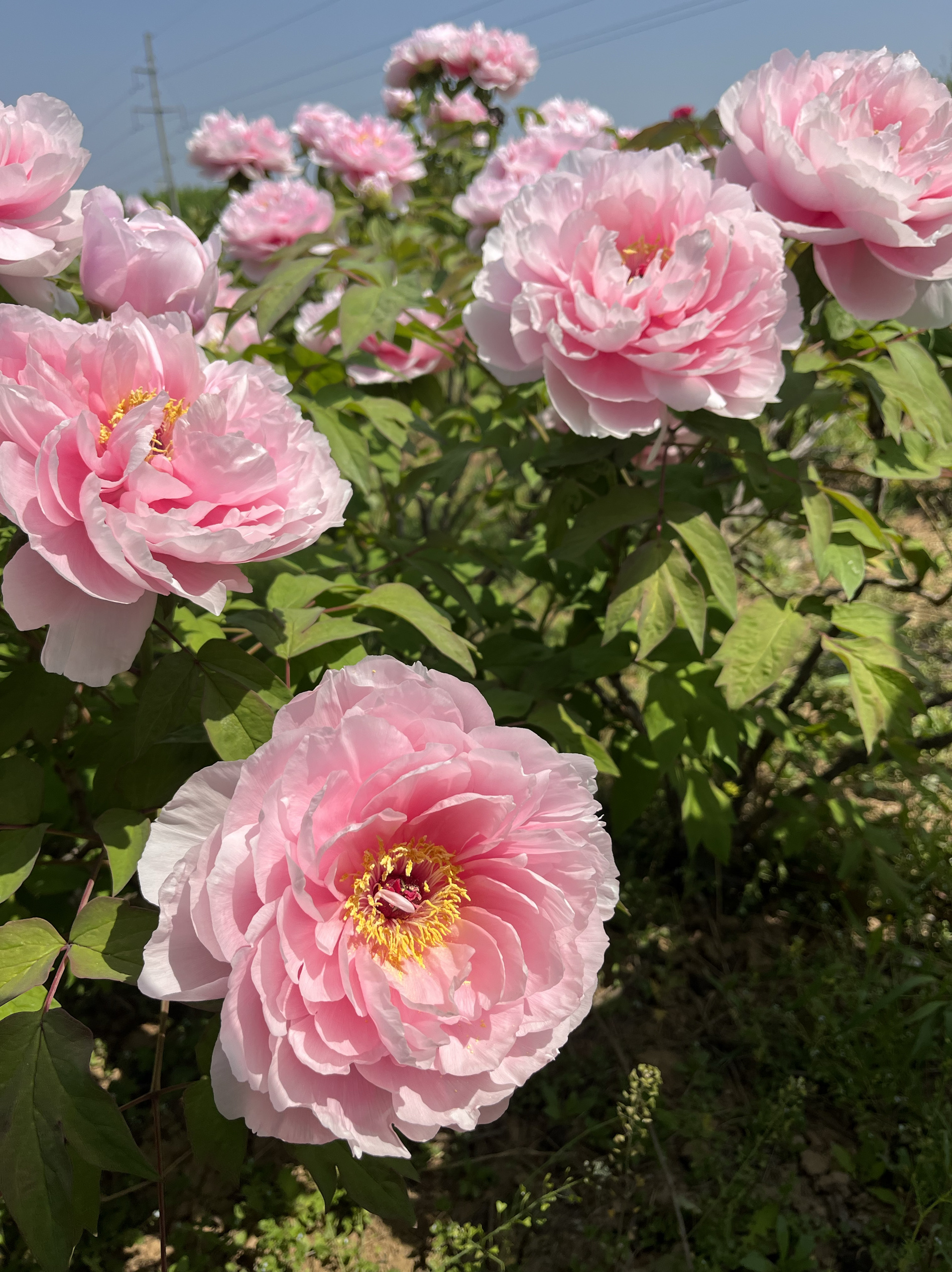 6年牡丹花苗 花竞 芙蓉 花游新七新日月黄冠岛锦正宗洛阳重瓣大花 - 图3