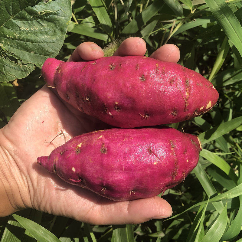 天目山小香薯5斤临安黄心小红薯 薯你棒番薯