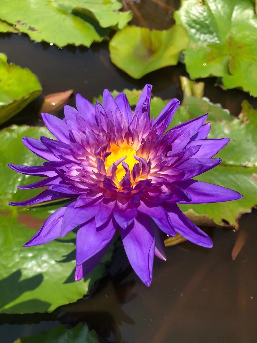 泰国进口名贵热带睡莲带花发货池塘水池水培植物睡莲花苗    泰王