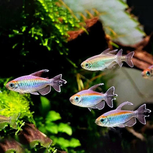 刚果美人鱼群游热带观赏鱼草缸石美人游鱼电光热带鱼淡水小型 - 图1