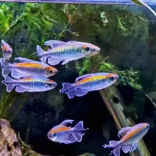 刚果美人鱼群游热带观赏鱼草缸石美人游鱼电光热带鱼淡水小型 - 图0