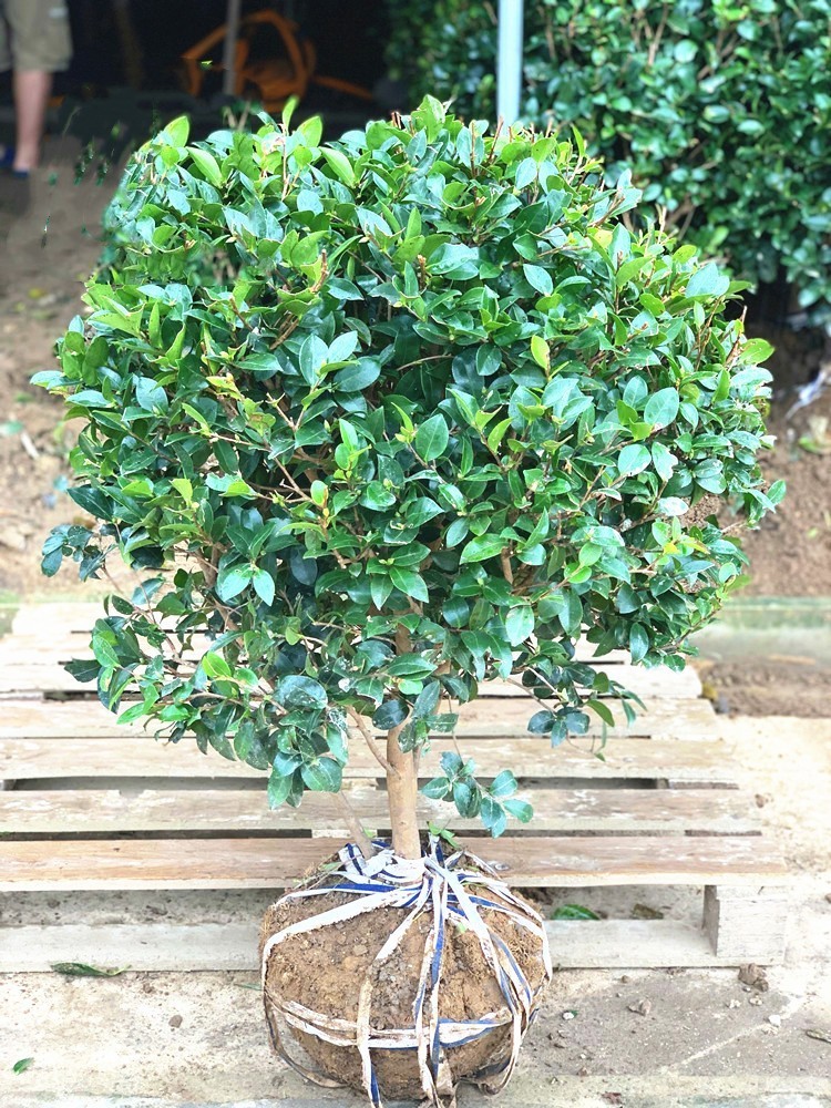 茶梅球花树苗别墅庭院大型耐寒绿化风景树盆栽四季常青大山茶梅球 - 图3