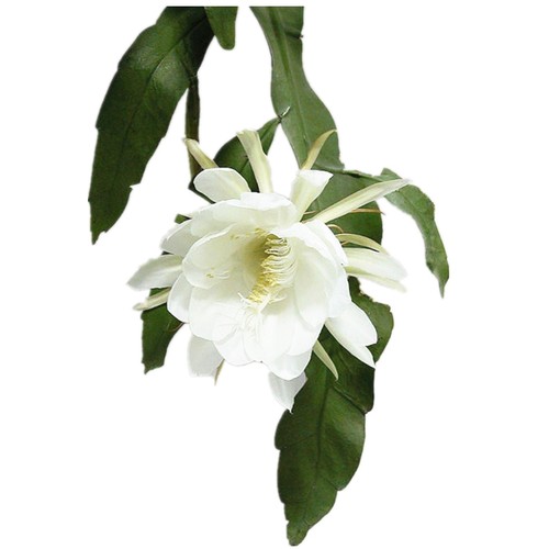 昙花盆栽 多肉植物 室内花卉绿植 孔雀兰琼花苗不带花苞月下美人 - 图2