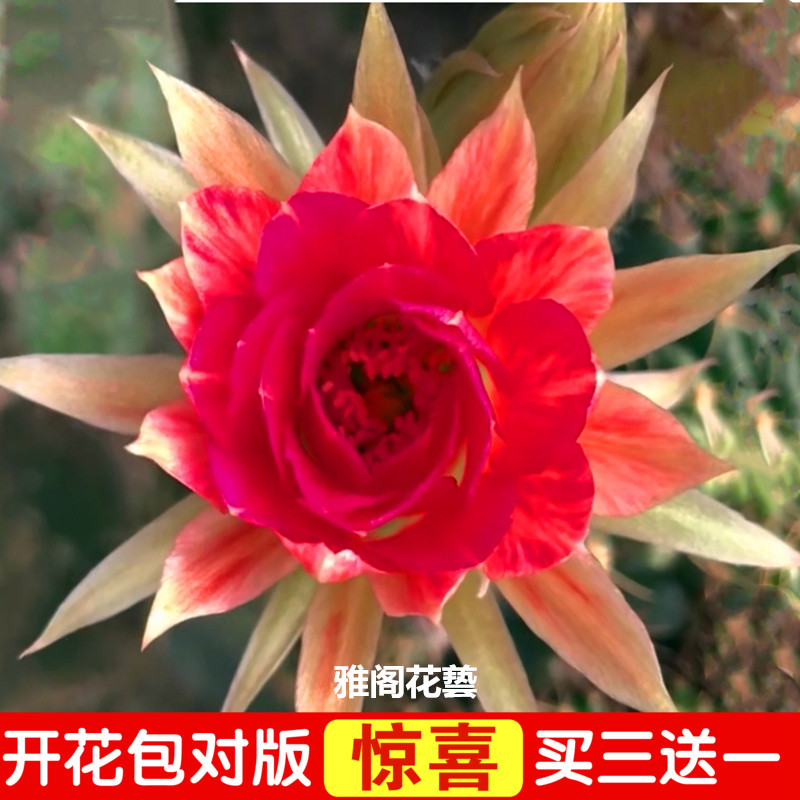 令箭荷花苗带根不带花苞嫁接枝条蟹爪兰昙花盆栽绿植室内花卉包邮